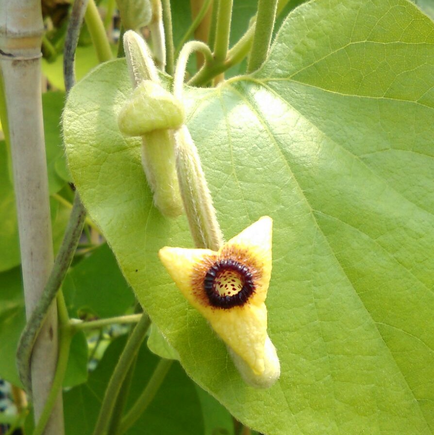 Aristolochia durior