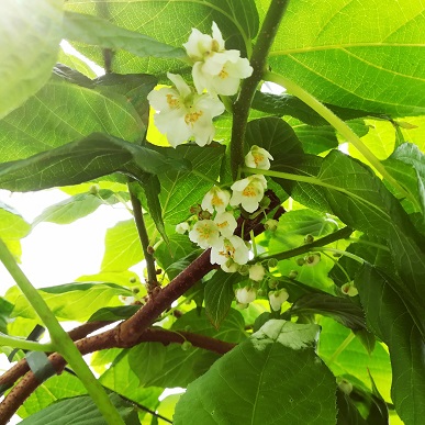 Actinidia arguta 'Issai'