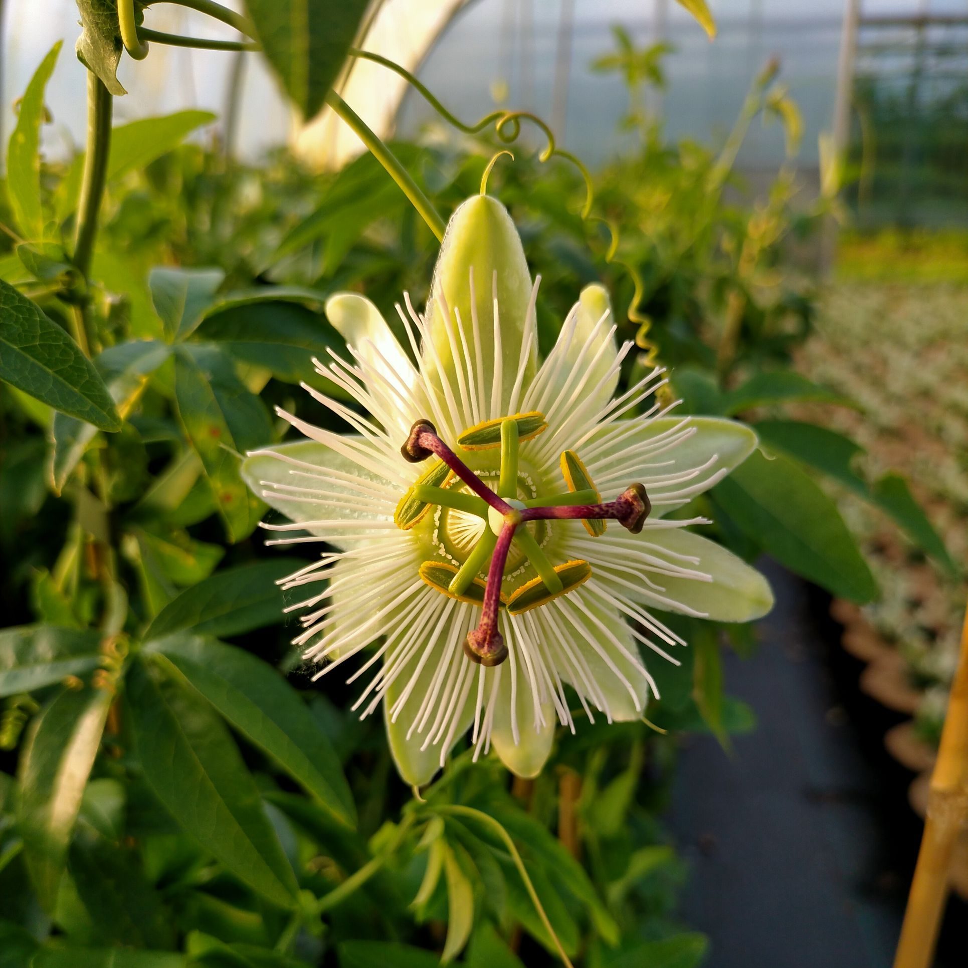 Passiflora caerulea 'Constance Elliot'