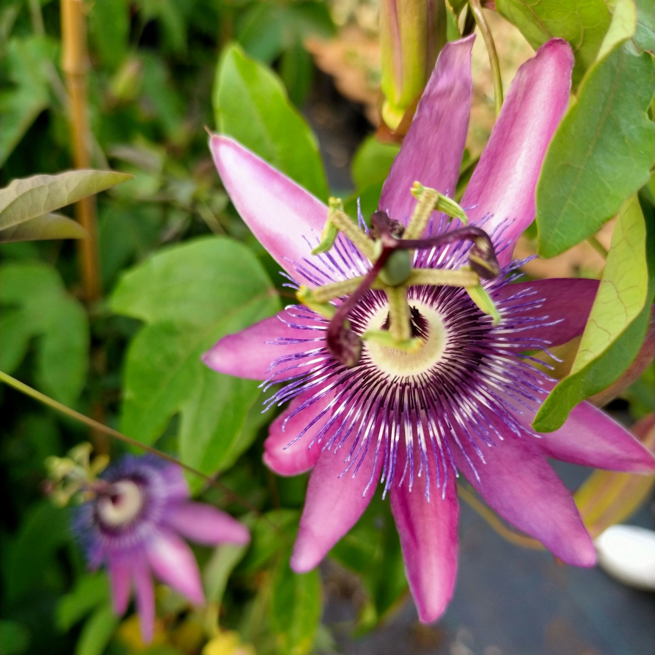 Passiflora 'Amethyst' (Lavender Lady)