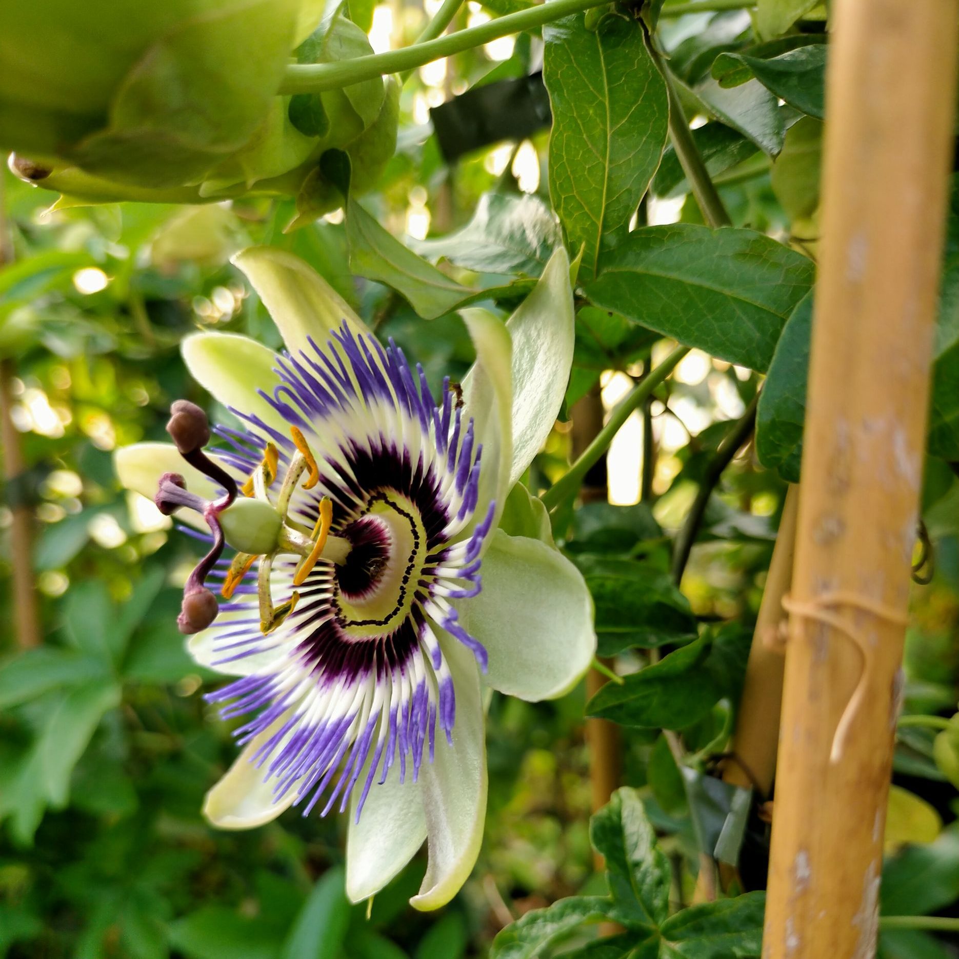 Passiflora caerulea