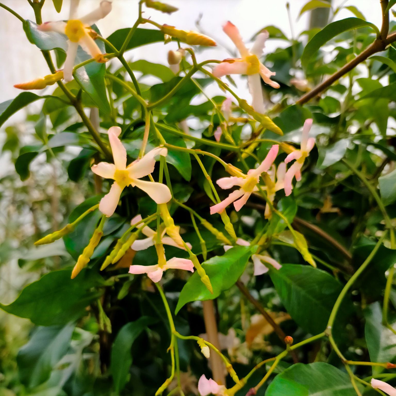 Trachelospermum jasminoides 'Star of Sicily'