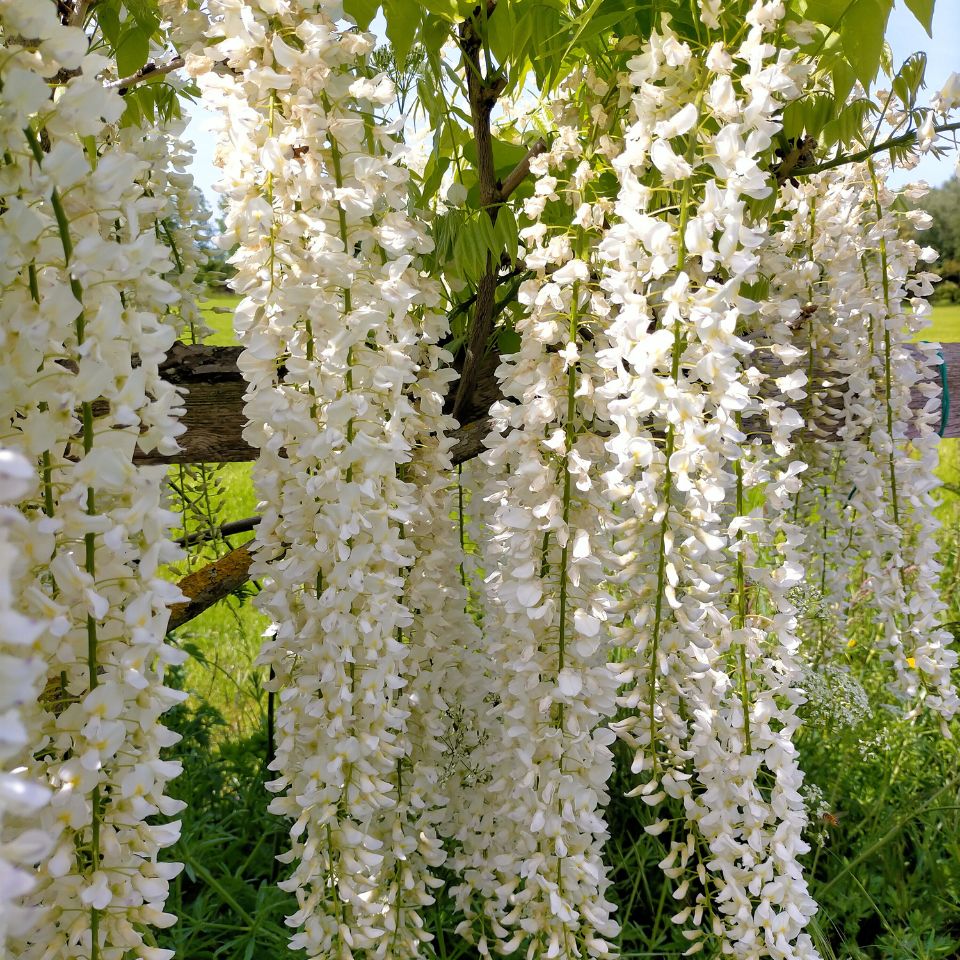 Wisteria floribunda 'Shiro noda'